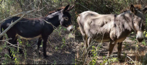 anesse 2006 et âne 2005