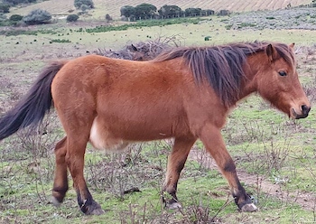 ponette 1999