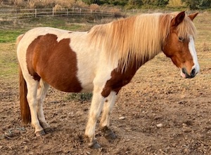 ponette pie alezan
