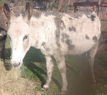 ânesse pie née en 2011