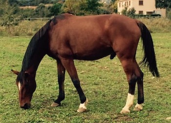 trotteur bai né en 2000