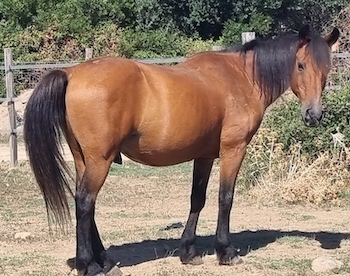 poney hongre bai