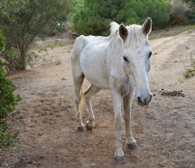 cheval maigre