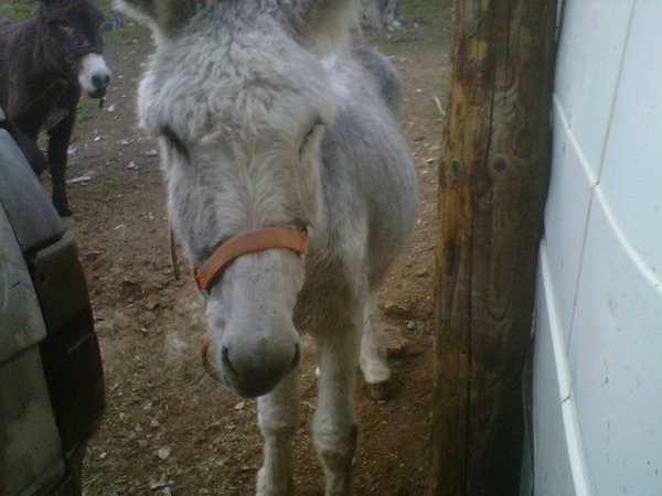 Athos