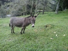 Caline