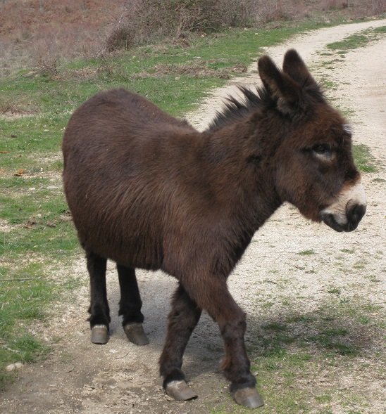 Camillou