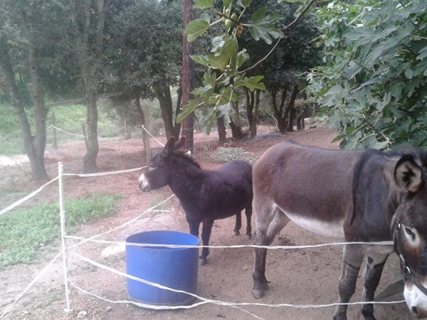 Camillou