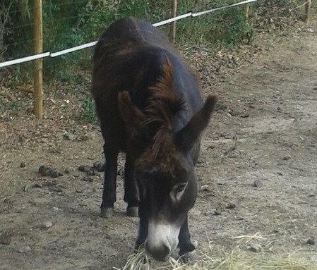 Camillou