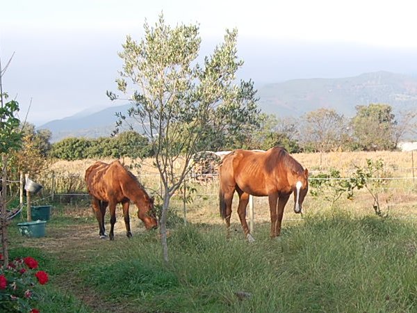 Caramée