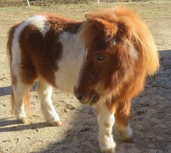 Caramel