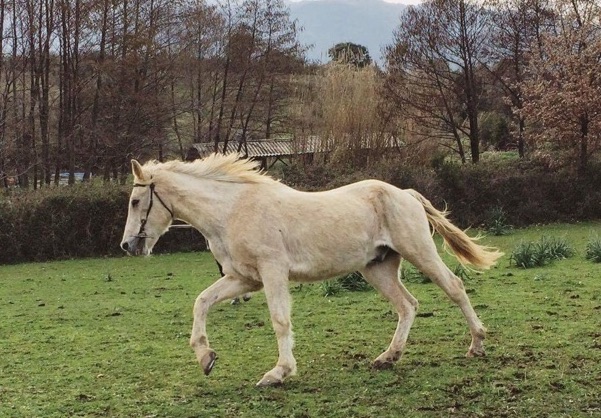 Chico