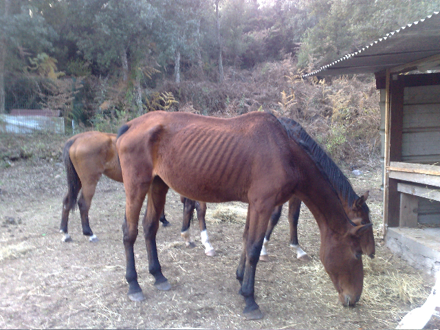 Dina