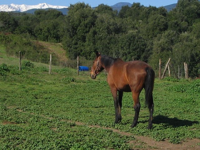 Dina