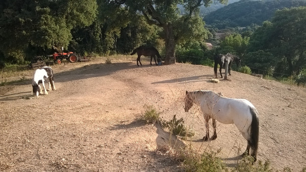 Eastueuse de l'île