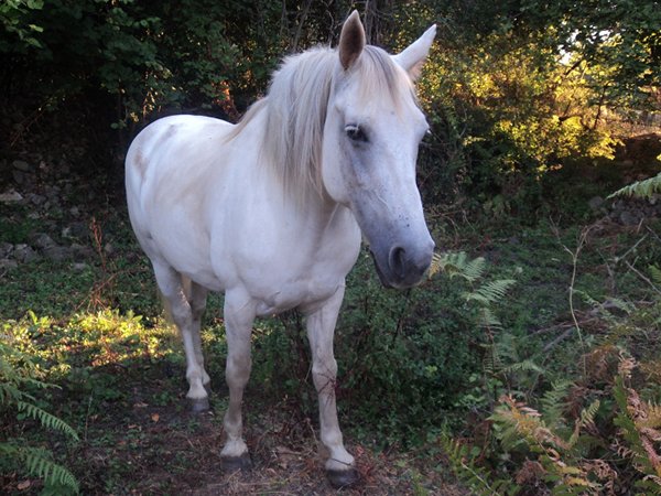 Filuggia