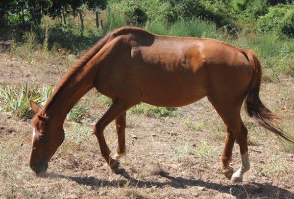 Gravonella