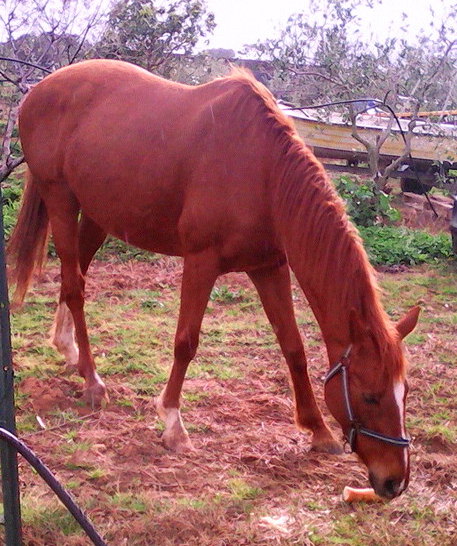 Gravonella