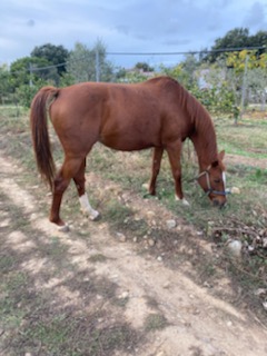 Gravonella