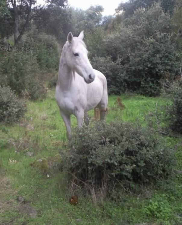 Grisgia