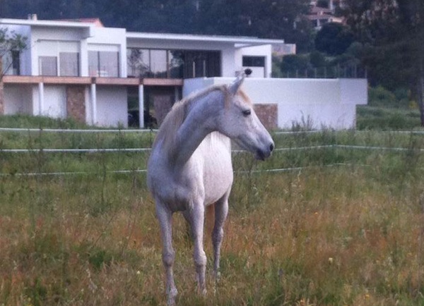 Grisgia