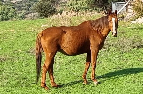La Fille