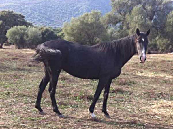 Lamina