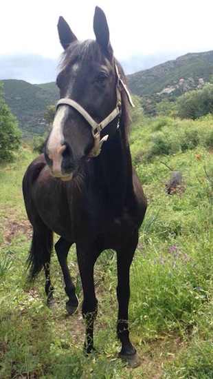 Lamina