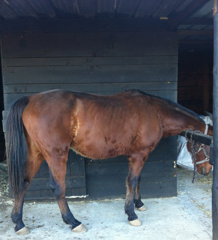 Lord du Rib