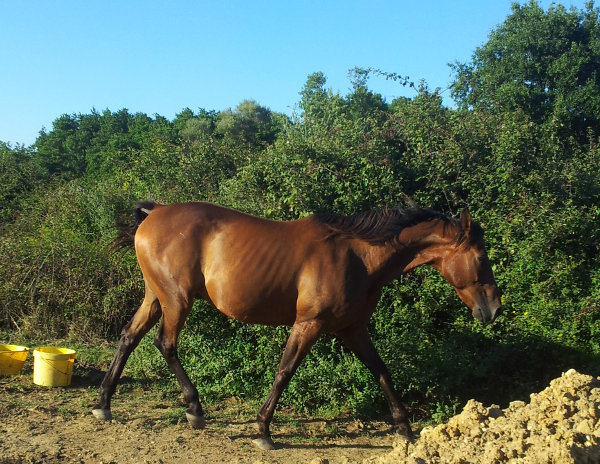 Lord du Rib