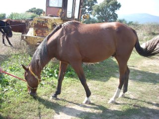 Magicien du Trot
