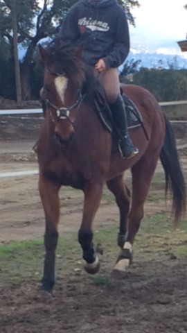 Magicien du Trot