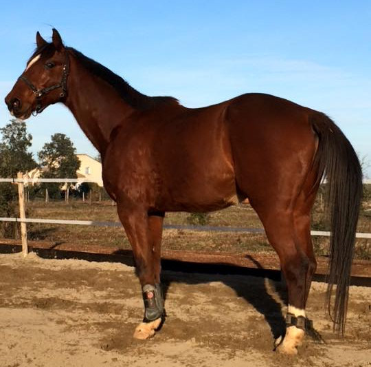 Magicien du Trot