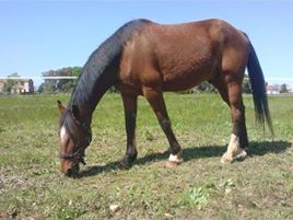 Magicien du Trot