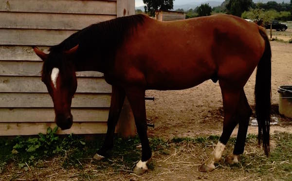 Magicien du Trot