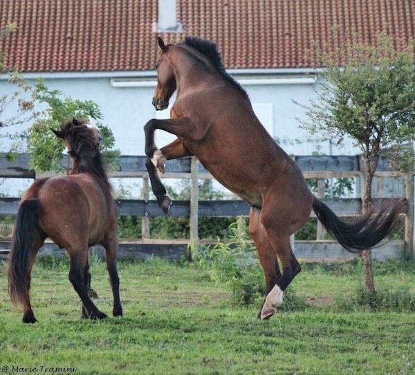 Magicien du Trot