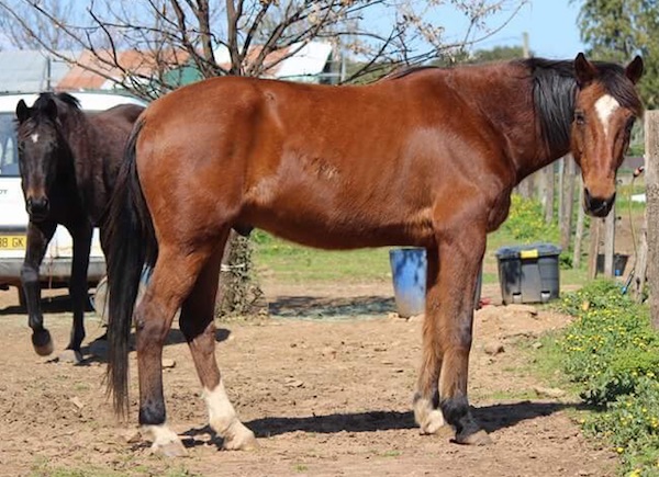 Magicien du Trot