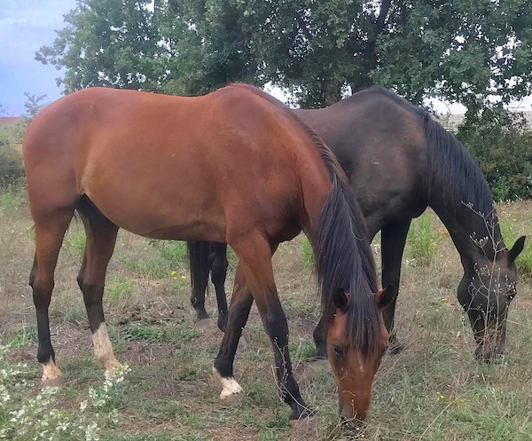 Magicien du Trot