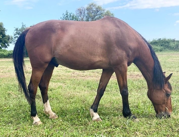 Magicien du Trot