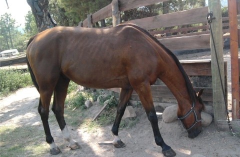 Magicien du Trot