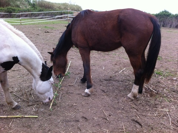Magicien du Trot