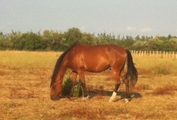 Magicien du Trot