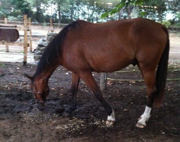 Magicien du Trot