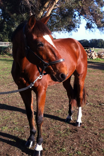 Magicien du Trot