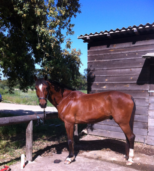 Magicien du Trot