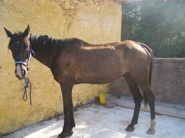 Nabucco