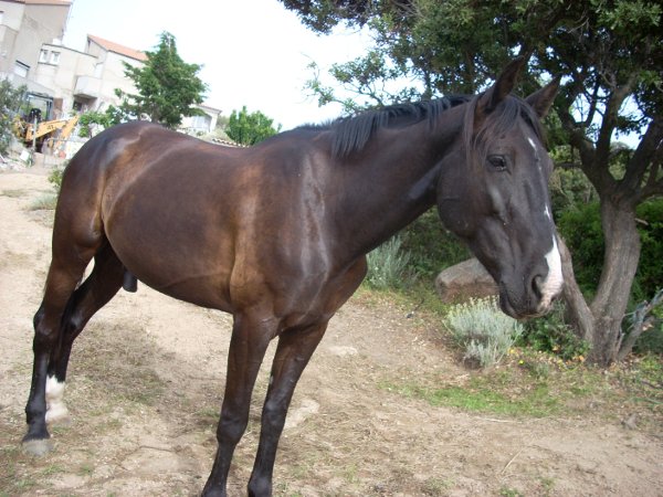 Nabucco