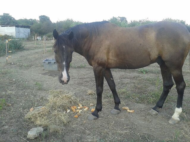 Nabucco