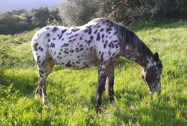 Naco