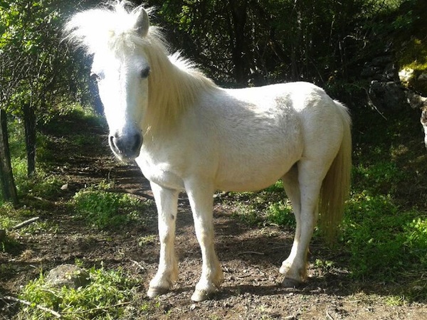Negrita
