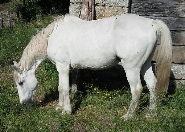 Ribellu